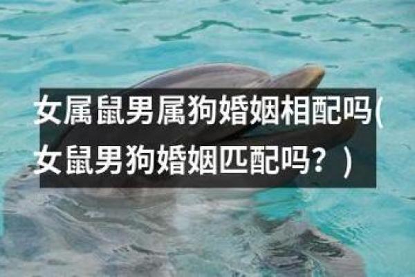 属羊男属鼠女婚姻相配指数（羊男鼠女婚姻匹配度分析）