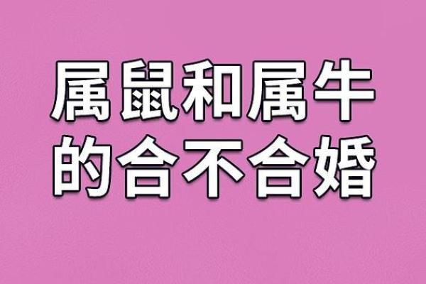 属虎的男士和属鼠女人婚姻_虎男鼠女婚姻相配分析