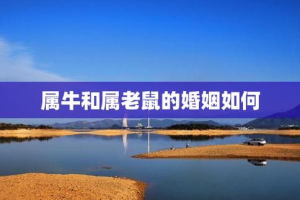 属牛和属鼠的相处如何_如何改善属牛与属鼠的相处之道