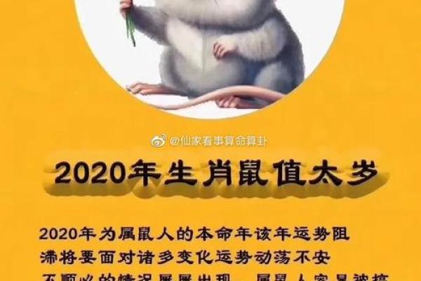属鼠的和属兔的如何化解（鼠兔生肖如何和解相处）