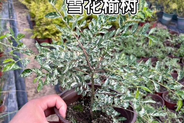 榆树