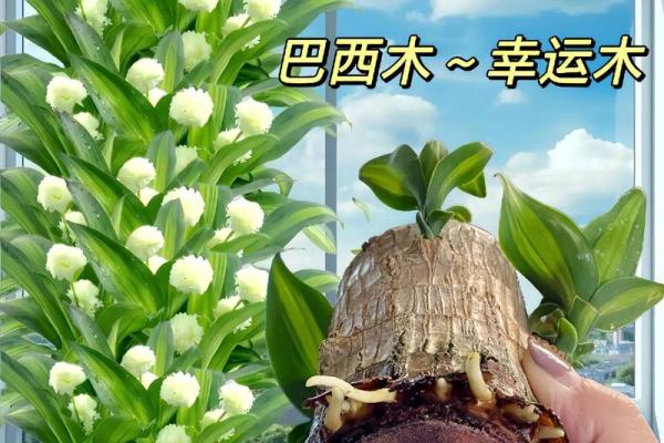 五行缺水养什么_五行补水适宜种植哪些植物