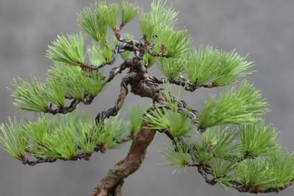 办公楼前松树有风水吗_办公楼前松树的风水影响探究
