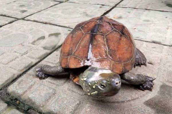 庭院养乌龟的风水讲究吗