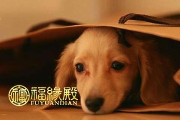属狗和属鼠的婚姻（狗年和鼠年的婚姻匹配分析）