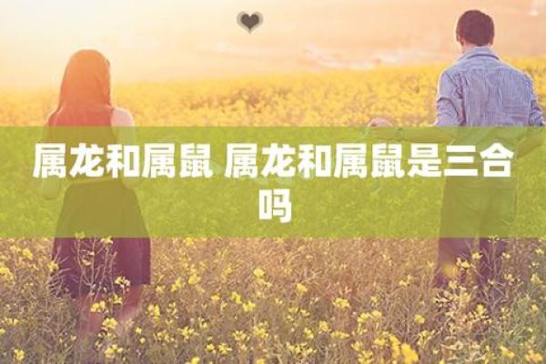 属龙对属鼠的人好吗_属龙与属鼠的相性分析