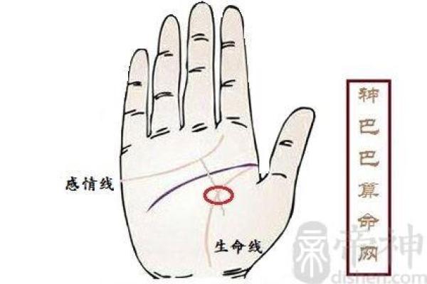 解读手相奥秘：生命线与感情线深度解析