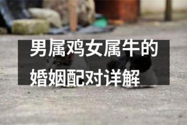 85年属牛男与88年属龙女的婚配可能性分析