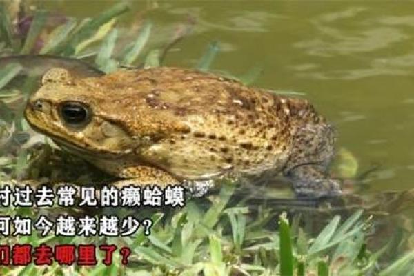 癞蛤蟆