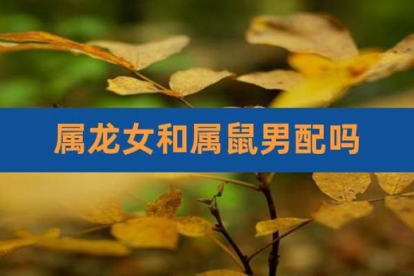 88年属龙男与84年属鼠女的配对分析