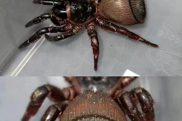 蜘蛛