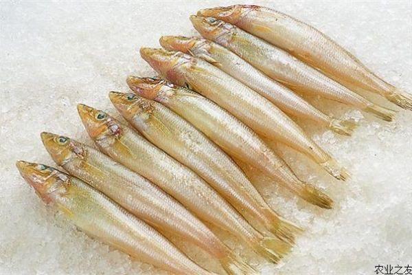 沙丁鱼