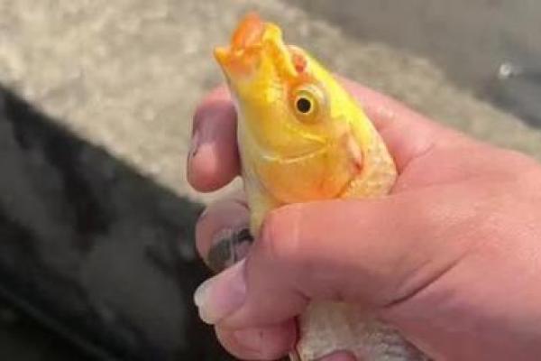 鱼