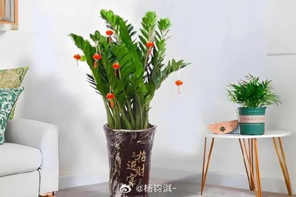 八字命里缺水家里摆什么好 八字缺水家庭适合摆放什么物品