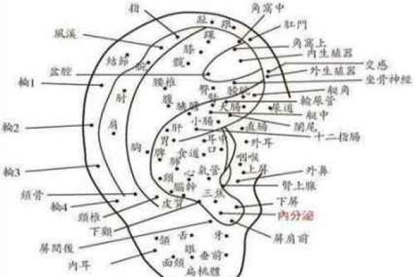 右耳痣为旺夫标志：揭秘女性的助夫好运痣